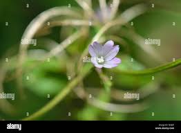 Attēlu rezultāti vaicājumam “Epilobium montanum flower”