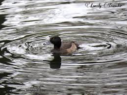 Attēlu rezultāti vaicājumam “Aythya fuligula female”