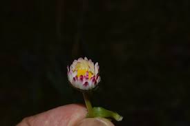 Attēlu rezultāti vaicājumam “Bellis perennis bud”
