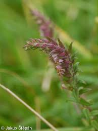Attēlu rezultāti vaicājumam “Odontites vulgaris flower”