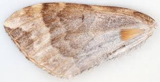 Attēlu rezultāti vaicājumam “Eulithis prunata”