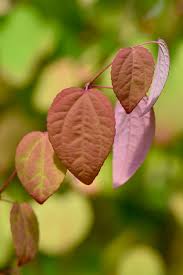 Attēlu rezultāti vaicājumam “Cercidiphyllum japonicum leaf”