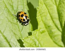 Attēlu rezultāti vaicājumam “Hippodamia notata”