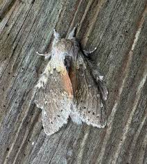 Attēlu rezultāti vaicājumam “Stauropus fagi”