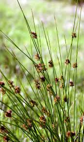 Attēlu rezultāti vaicājumam “Juncus conglomeratus fruit”
