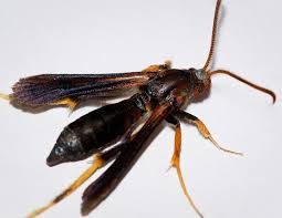 Attēlu rezultāti vaicājumam “Sesiidae”