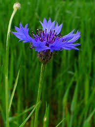 Image result for Centaurea cyanus