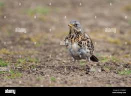 Attēlu rezultāti vaicājumam “Turdus pilaris adult”