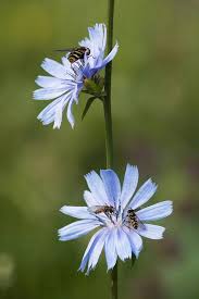 Attēlu rezultāti vaicājumam “Cichorium intybus flower”