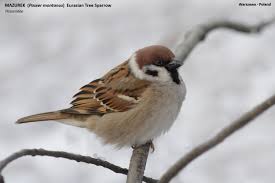 Image result for Passer montanus