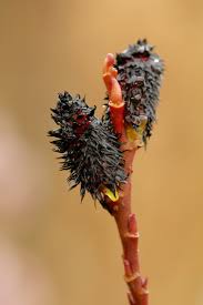 Attēlu rezultāti vaicājumam “Salix Vetrix”