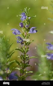 Image result for Dracocephalum moldavicum