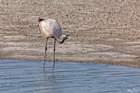 Attēlu rezultāti vaicājumam “Grus grus adult”