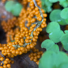 Attēlu rezultāti vaicājumam “Brefeldia maxima spores”