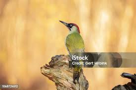 Attēlu rezultāti vaicājumam “Picus viridis”