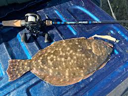 Image result for Liopsetta glacialis