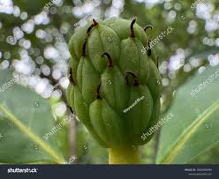 Attēlu rezultāti vaicājumam “Magnolia acuminata bud”