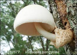 Attēlu rezultāti vaicājumam “Volvariella bombycina”