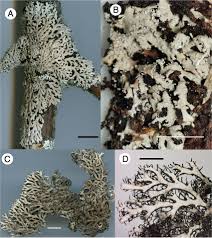 Attēlu rezultāti vaicājumam “Hertelidea botryosa”