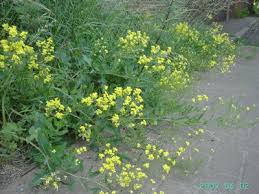Attēlu rezultāti vaicājumam “Sisymbrium volgense flower”