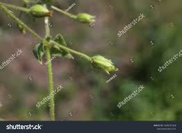 Attēlu rezultāti vaicājumam “Myosoton aquaticum flower”