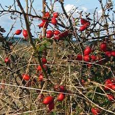 Image result for Rosa canina