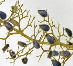 Attēlu rezultāti vaicājumam “Utricularia minor bud”