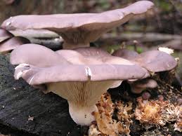 Attēlu rezultāti vaicājumam “Pleurotus ostreatus”