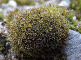 Attēlu rezultāti vaicājumam “Syntrichia virescens”