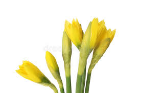 Attēlu rezultāti vaicājumam “Narcissus bud”