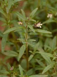 Attēlu rezultāti vaicājumam “Microrrhinum minus”