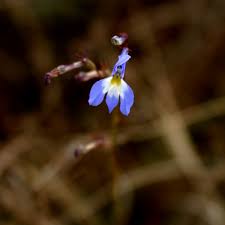 Attēlu rezultāti vaicājumam “Lobelia erinus flower”