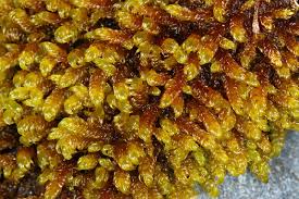 Attēlu rezultāti vaicājumam “Palustriella falcata”