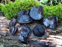 Attēlu rezultāti vaicājumam “Exidia truncata”