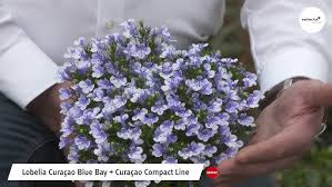 Image result for Lobelien