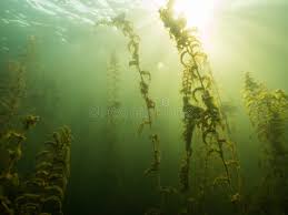 Attēlu rezultāti vaicājumam “Potamogeton perfoliatus leaf”