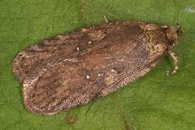 Attēlu rezultāti vaicājumam “Agonopterix heracliana”