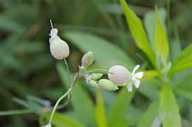 Attēlu rezultāti vaicājumam “Silene vulgaris bud”