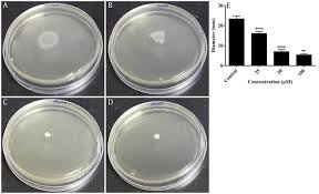 Attēlu rezultāti vaicājumam “Enteridium variabile”