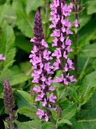 Image result for Salvia nemorosa