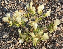 Image result for blazing vantoms