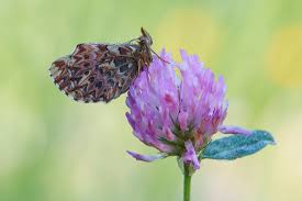 Attēlu rezultāti vaicājumam “Boloria titania underside”