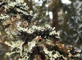 Attēlu rezultāti vaicājumam “Parmelia submontana”