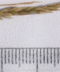 Attēlu rezultāti vaicājumam “Corynephorus canescens leaf”