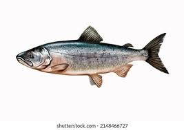 Image result for Oncorhynchus keta
