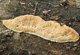 Attēlu rezultāti vaicājumam “Antrodia malicola”