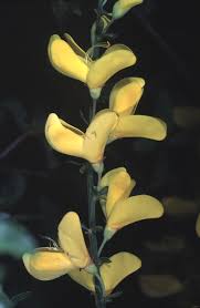Attēlu rezultāti vaicājumam “Cytisus scoparius flower”