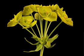 Attēlu rezultāti vaicājumam “Euphorbia virgata flower”