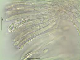 Attēlu rezultāti vaicājumam “Hymenoscyphus imberbis”