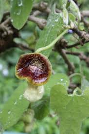 Attēlu rezultāti vaicājumam “Aristolochia durior flower”